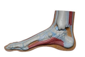 foot anatomy image