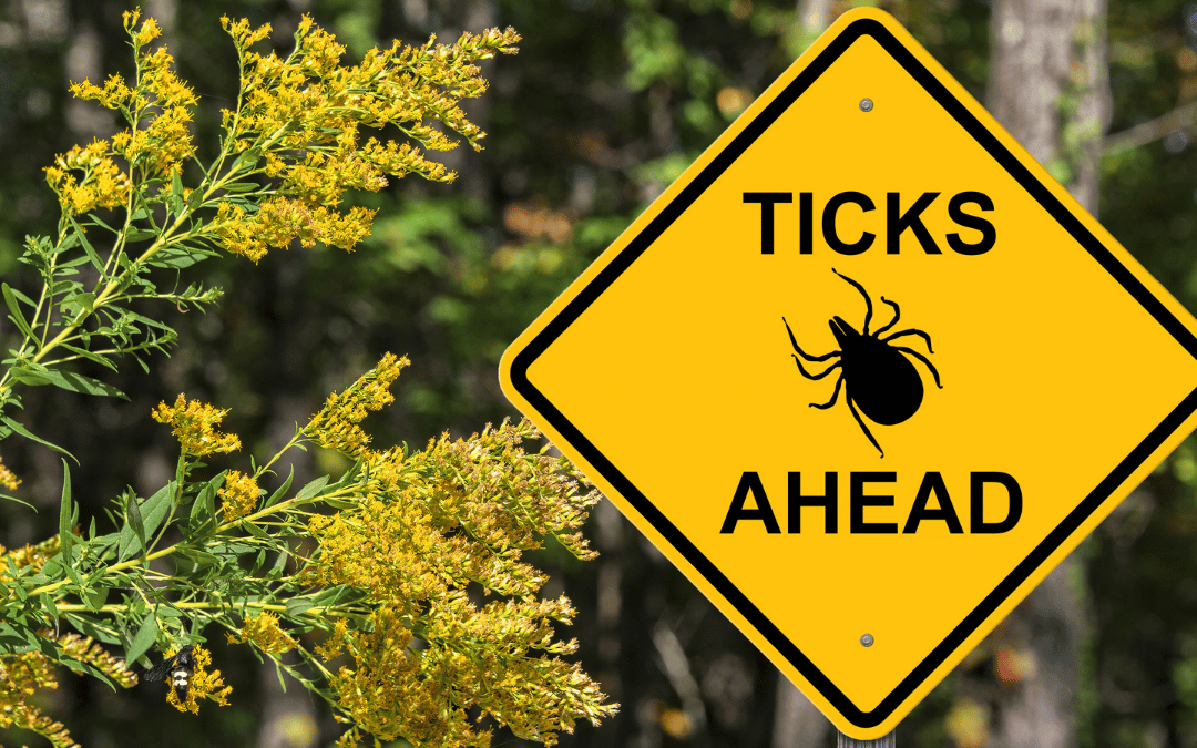 Tick Talk: How to protect yourself from ticks